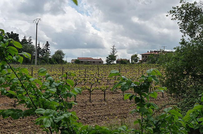 El Ternero, sin habitantes fijos en la actualidad, es una finca destinada a la actividad vitivinícola.-BIGSUS