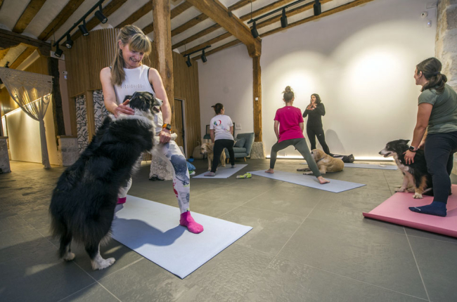 Canes y dueñas disfrutaron ayer de una tarde de ‘doga’ en Urban Yoga Estudio. ISRAEL L. MURILLO