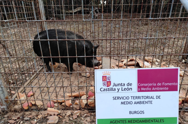 Agentes medioambientales de la Junta capturan un cerdo vietnamita en Aranda. JCyL