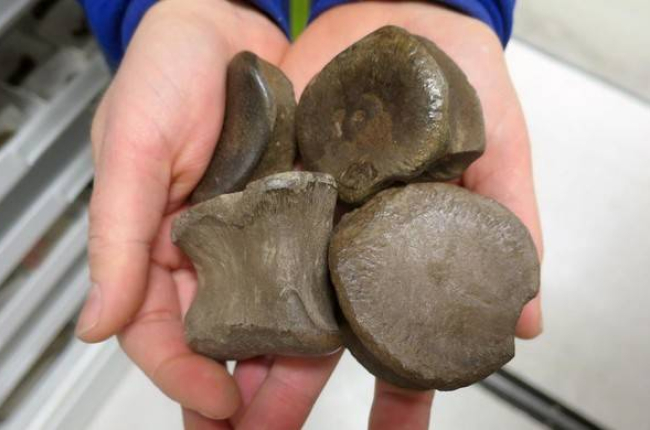 Fósiles de la especie de dinosaurio localizada en el norte de Alaska.-UNIVERSIDAD DE ALASKA