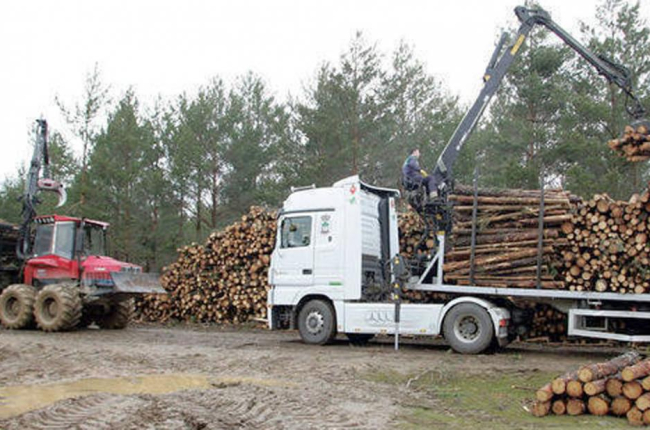 Tala de árboles con maquinaria en la comarca de Pinares para proceder a la suerte de leña.-ECB