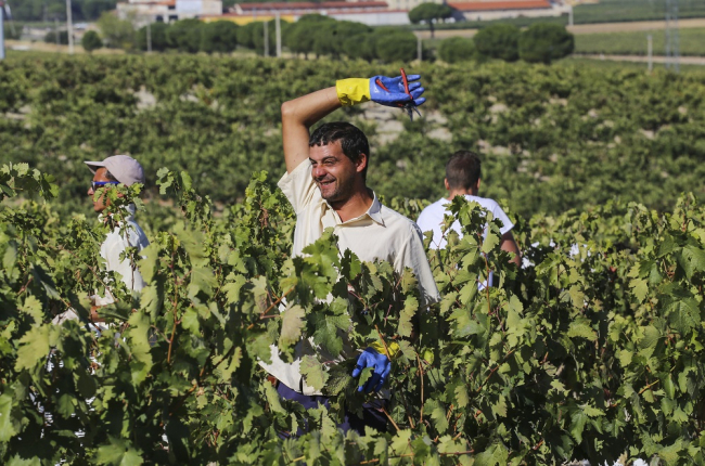 Aunque ya se han recolectado 95 millones de kilos de uva, todavía queda mucho por vendimiar. ICAL