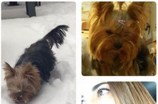 Composición de imágenes con la que Mariló Montero ha comunicado el fallecimiento de su mascota, la perrita Lola.-