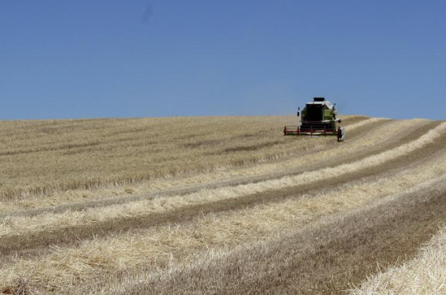 Un trabajador cosechando cereal en la campaña de este año en la provincia de Valladolid.-M.C.