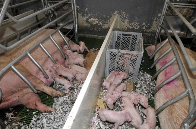 Animales en una granja de porcino.-A. martínez