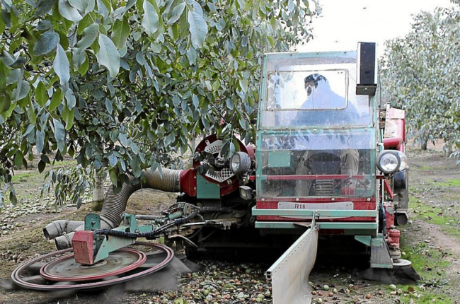 Un trabajador recoge las nueces cosechadas en la explotación de Valnut en Villagarcía de Campos (Valladolid).-ICAL