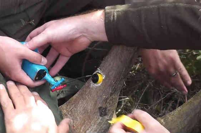Los investigadores intalan cámaras en los cuernos de los animales para conseguir un efecto disuasorio en los cazadores furtivos.-Foto: BBC