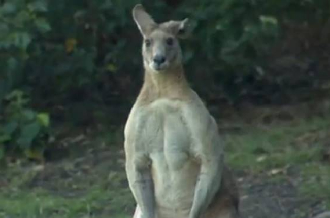 El vídeo que ha popularizado al canguro Dave que se pasea por Brisbane, Australia.-