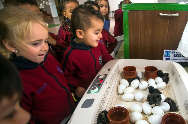Varios alumnos del Colegio San Pablo Apóstol de Burgos observan cómo nacen los polluelos.