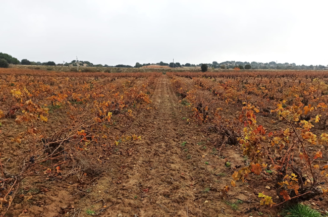 Imagen de un viñedo de la Ribera del Duero