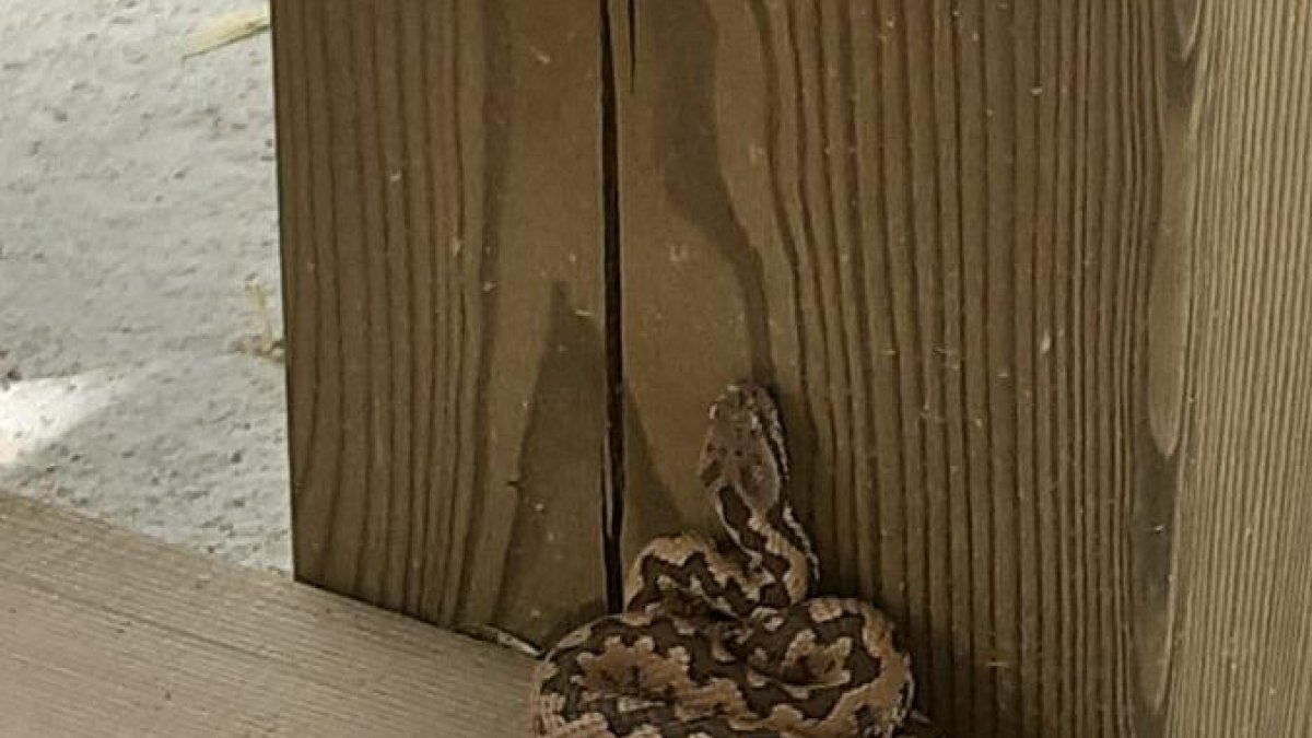 Víbora avistada en un banco de Fuentes Blancas retirada por Policía Local a mediados de mayo. POLICÍA LOCAL