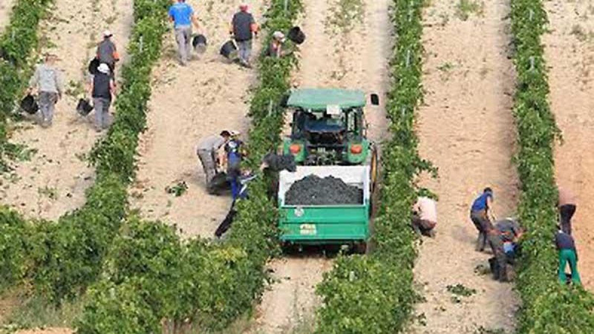Una cuadrilla de temporeros en plena vendimia en la Ribera del Duero.-L.V.