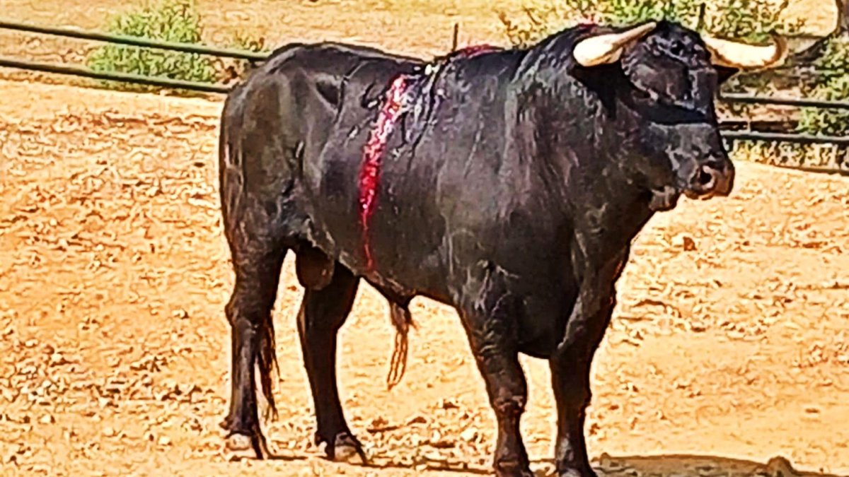 Rencoroso, el toro indultado en Burgos, ya se encuentra en la finca Lo Álvaro en Sevilla.