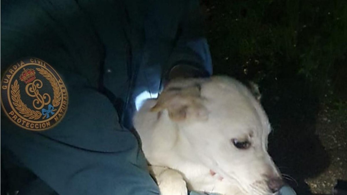 Noa, cachorra de tres meses, recién rescatada por el Seprona en Burgos.