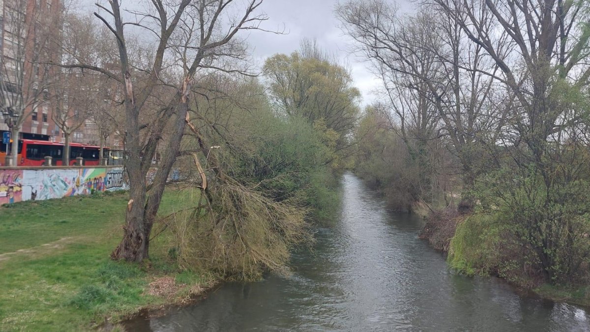 Un árbol caído en el río Arlanzón por la borrasca Nelson.