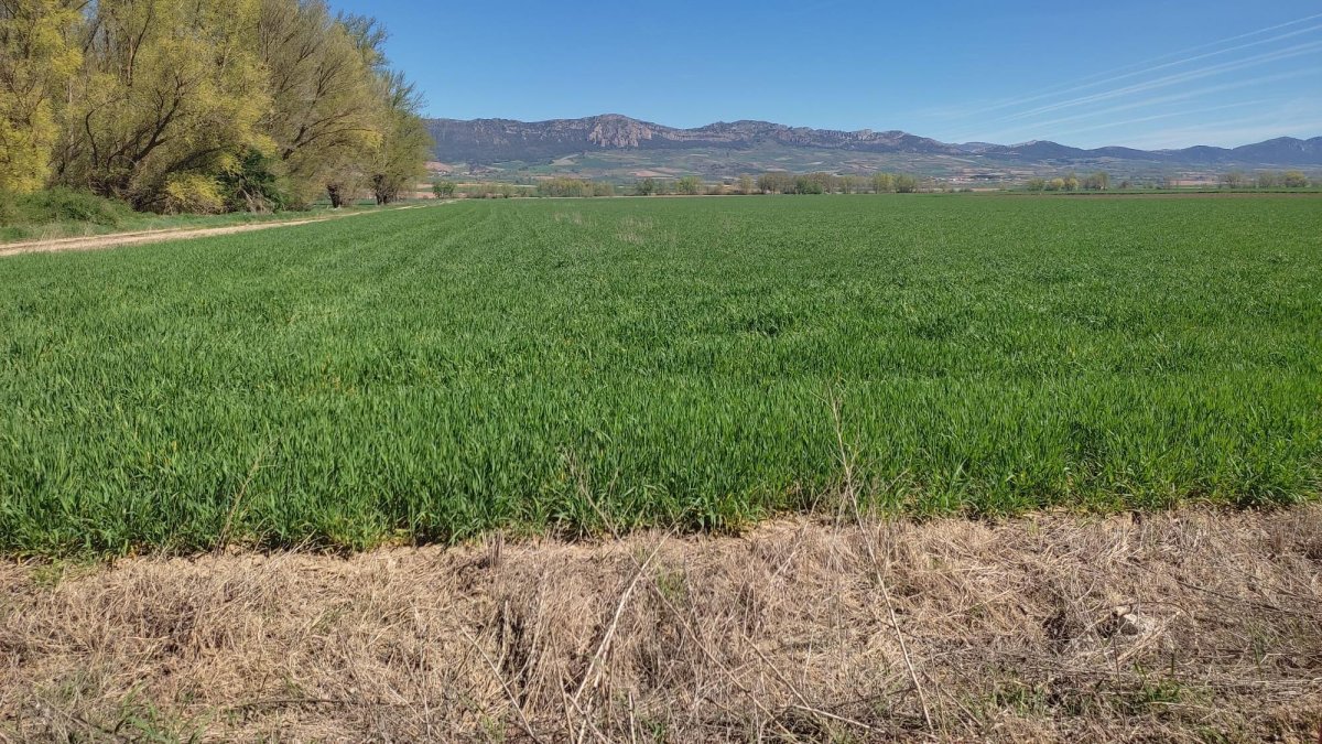 Campos de cereal de la comarca burgalesa de La Bureba.