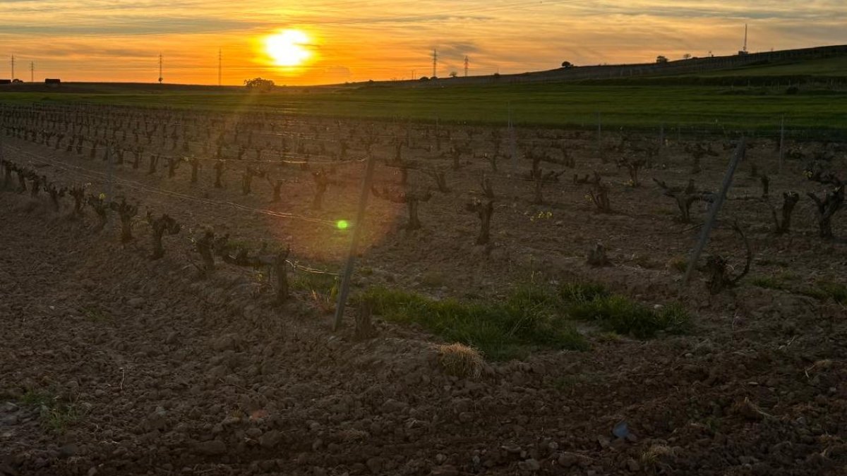 Imagen de un viñedo de la Ribera del Duero