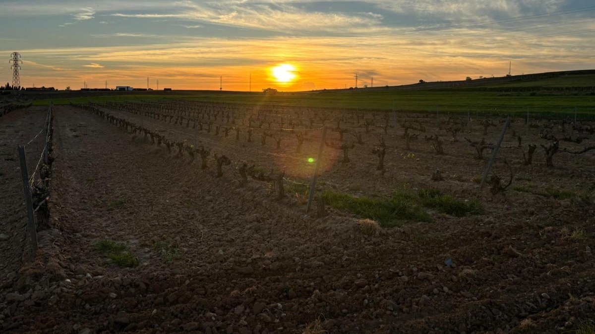 Imagen de un viñedo de la Ribera del Duero