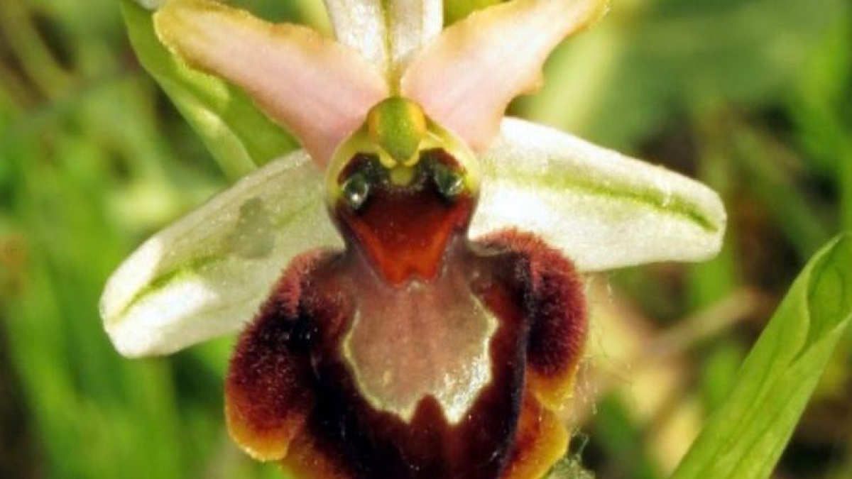Ejemplar de la orquídea conocida científicamente como Ophrys sphegodes, aparecida en Burgos.