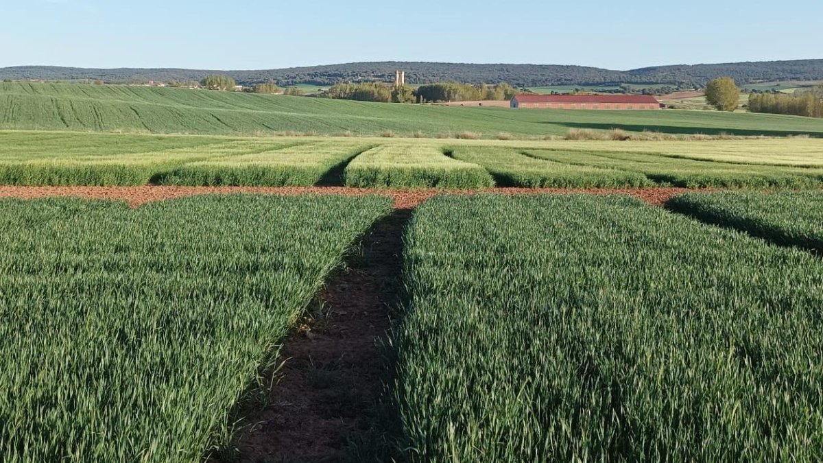 Campo de cereal en la localidad burgalesa de Lerma.