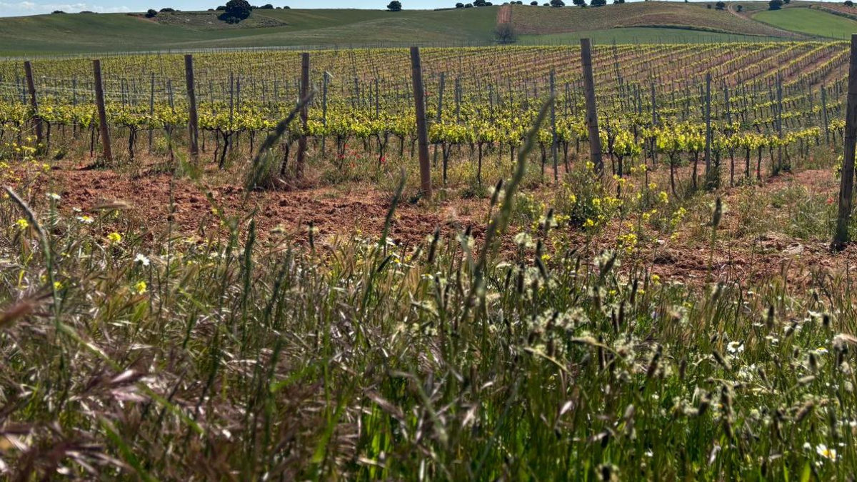 Viñedo de Fuentenebro en Ribera del Duero