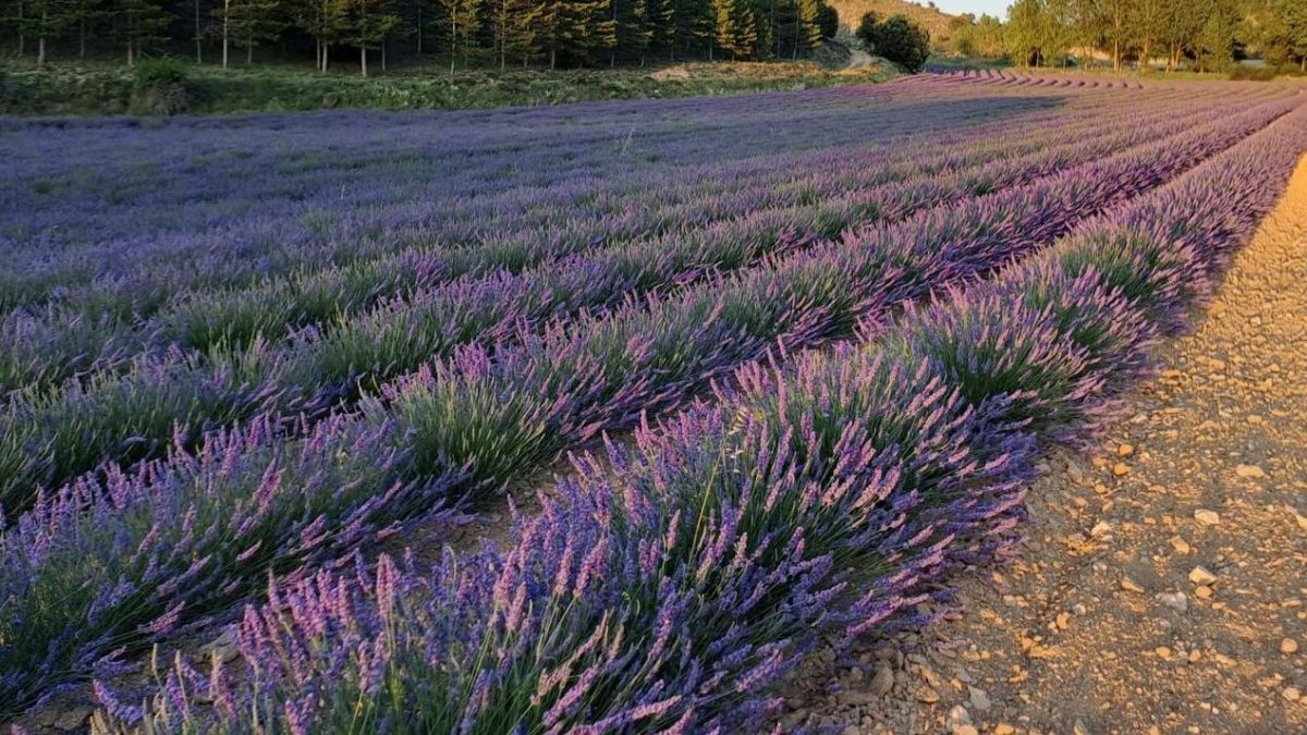 Con 200 hectáreas de lavanda Caleruega es un espectáculo