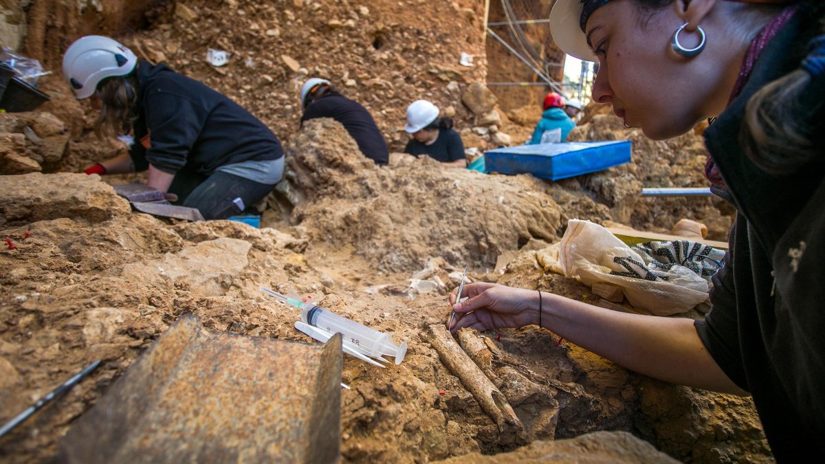 Trabajos sobre un fósil de fauna en el nivel TD-4 de Gran Dolina durante la campaña de excavaciones de Atapuerca.