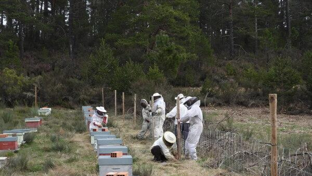 Un grupo de apicultores vallando un terreno para evitar ataques de osos.