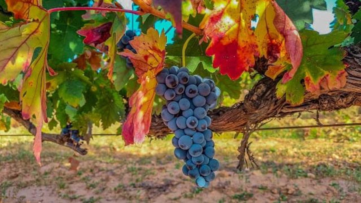 Imagen de un viñedo de la Ribera del Duero