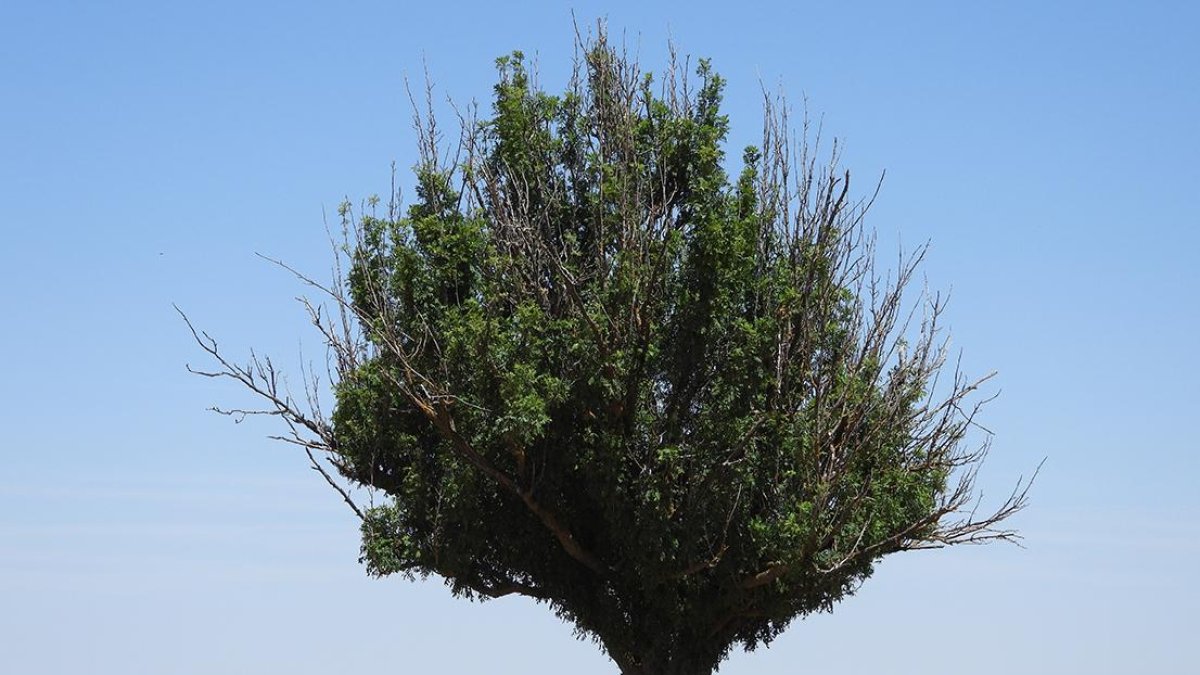 Serbal del Páramo de Haza