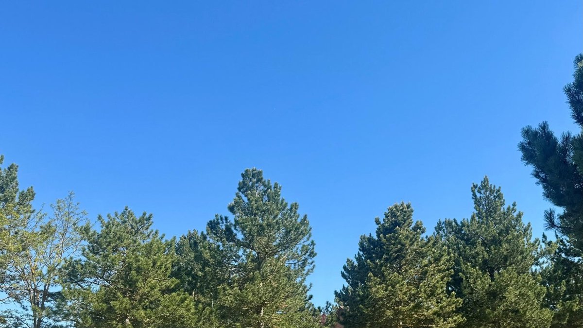 Inauguración  de la placa conmemorativa Bosque Defensa Iberdrola.