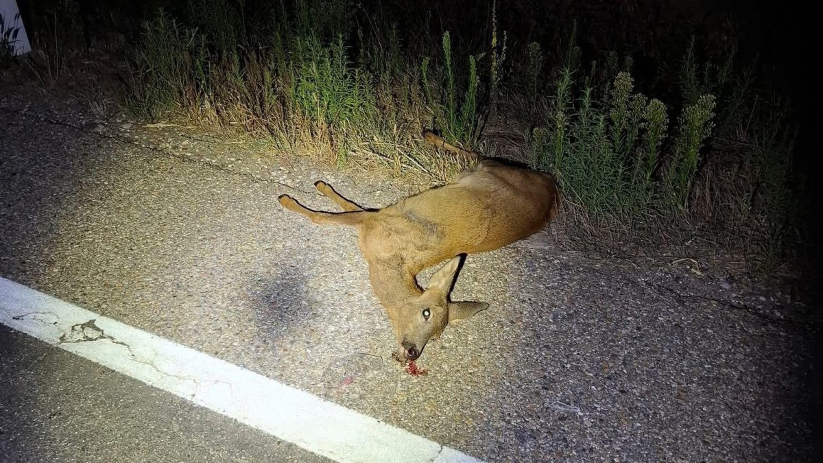 Imagen del corzo atropellado en Lerma