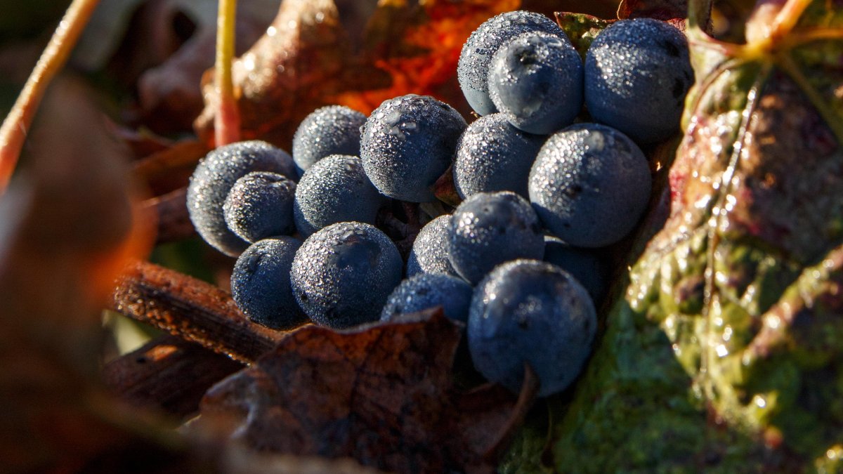 El postre deberá contar con uvas o pasas