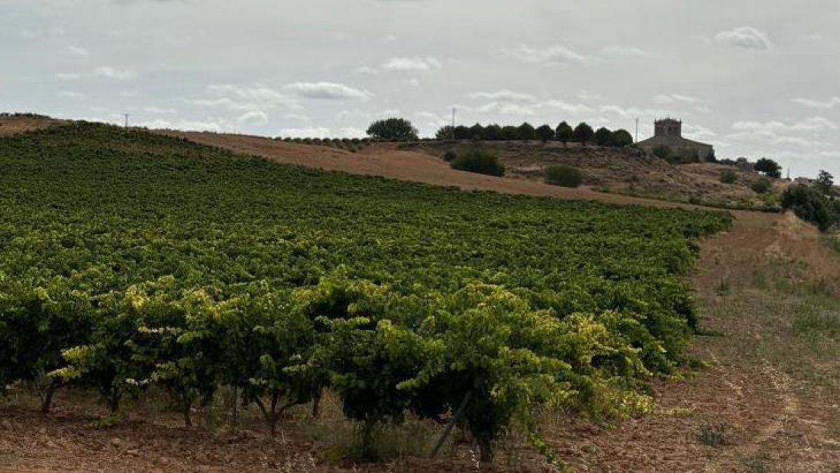 La Ribera del Duero prepara la vendimia