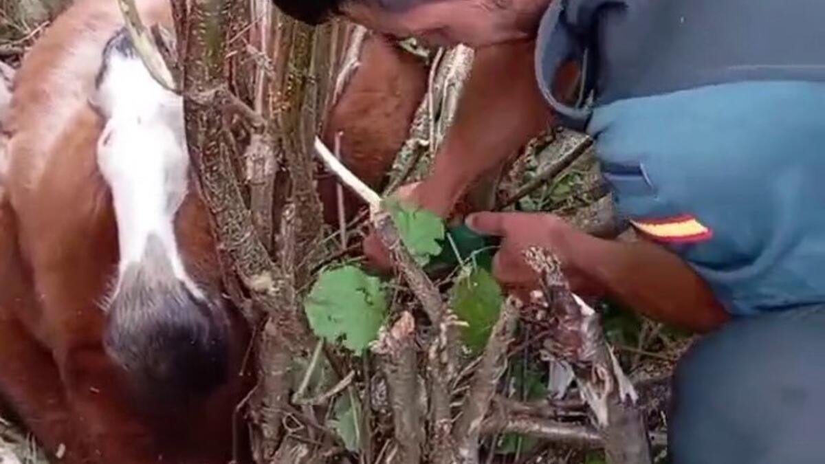 Rescatado en Portillo de la Sía (Burgos) un potro que quedó atrapado tras precipitarse desde 8 metros de altura.