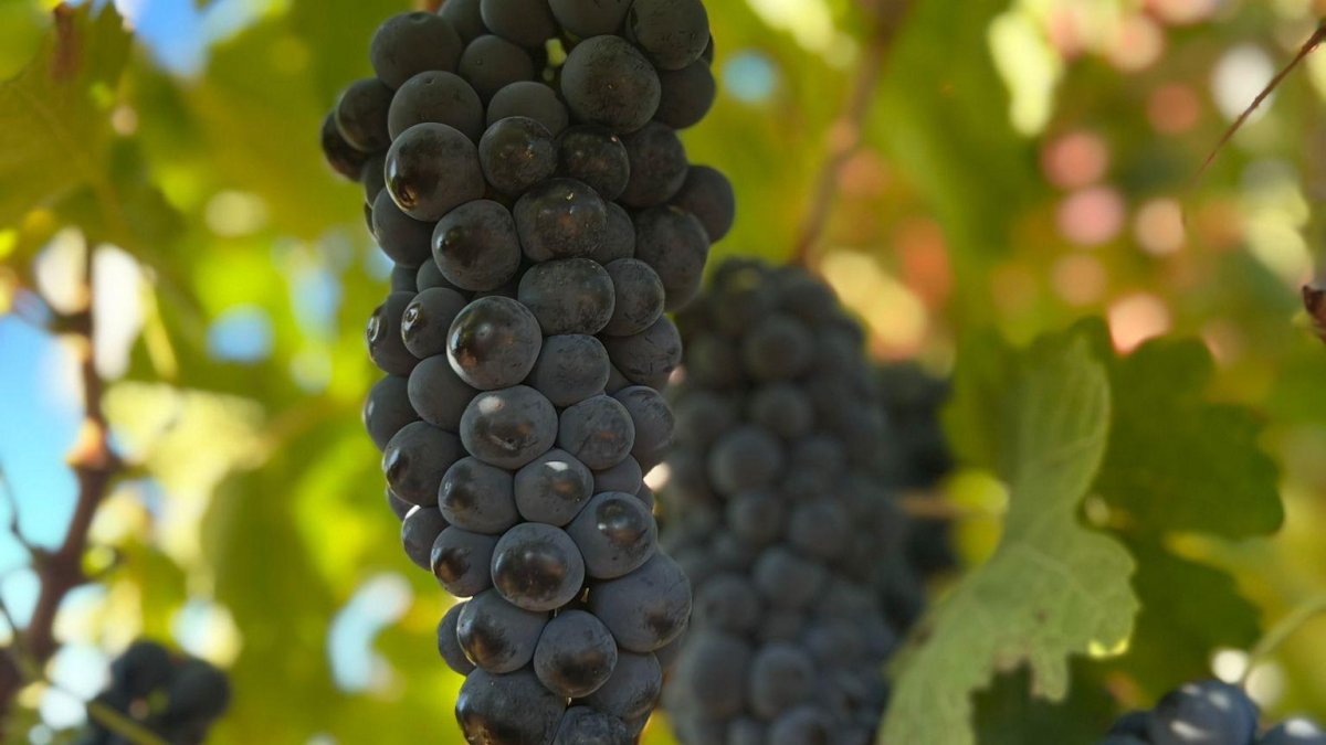 Viñedo de la Ribera