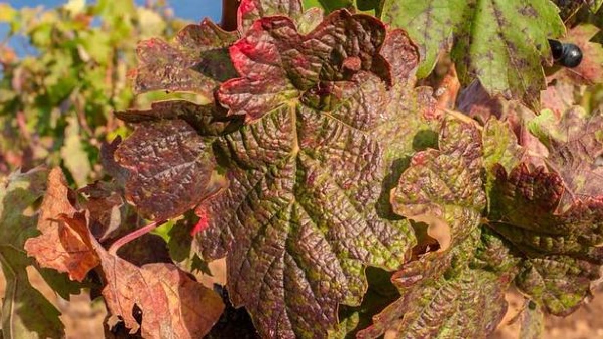 Viñedo de la Ribera del Duero