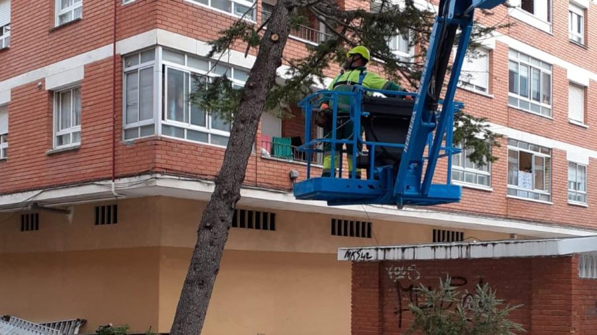 Los operarios han comenzado la tala