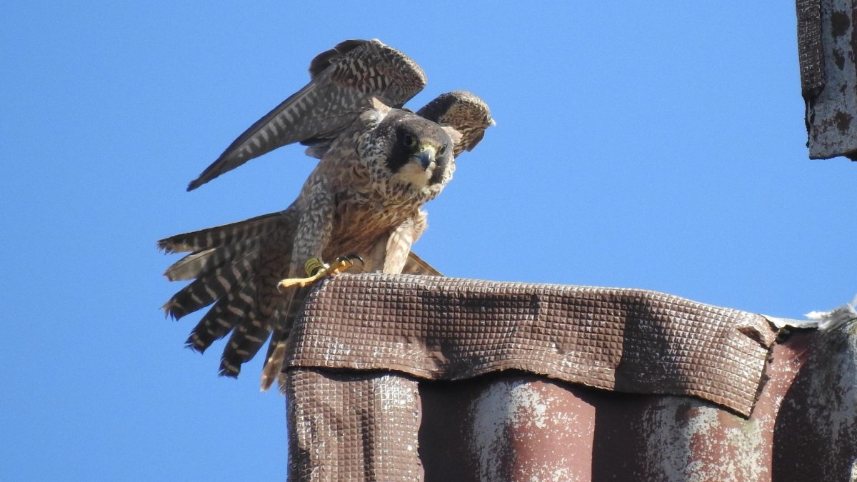Pilar reside en Palencia. Fue liberada en 2023 y el año pasado trató de criar, sin éxito, en el Parque Natural Sabinares del Arlanza-La Yecla.