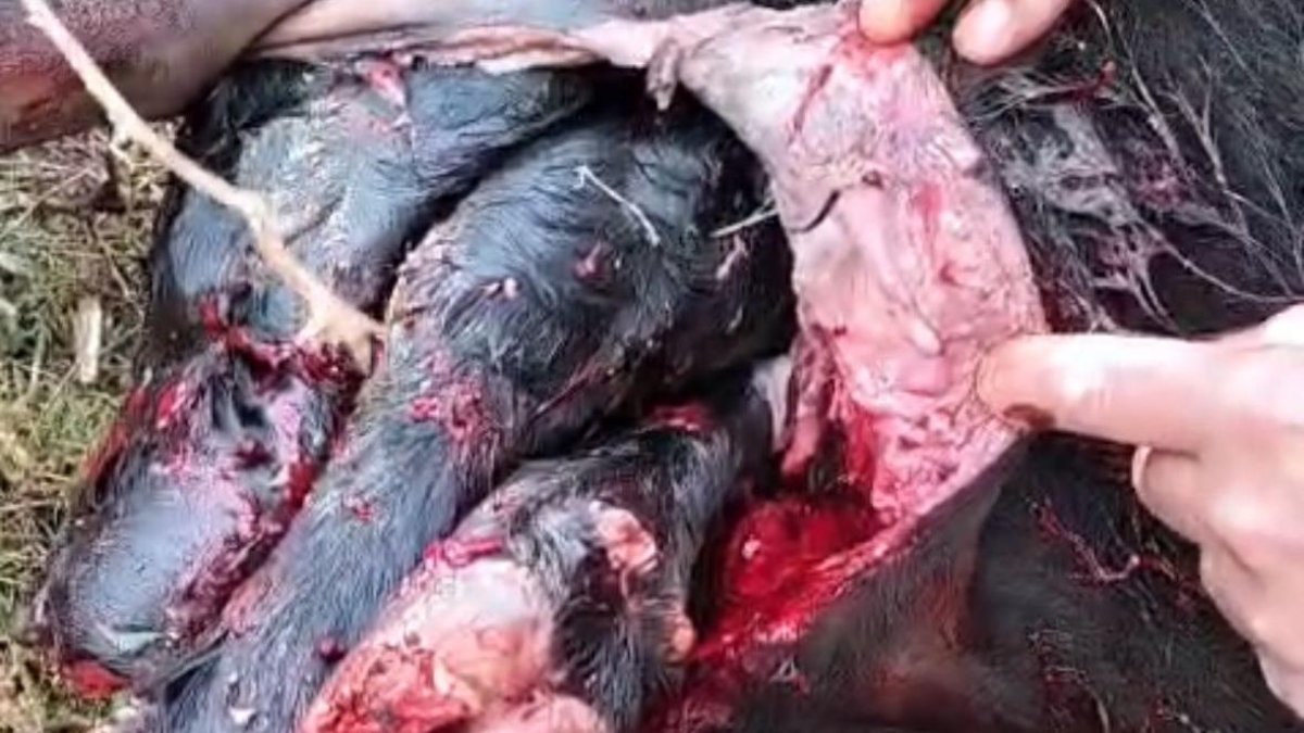 Imagen de la vaca atacada por buitres