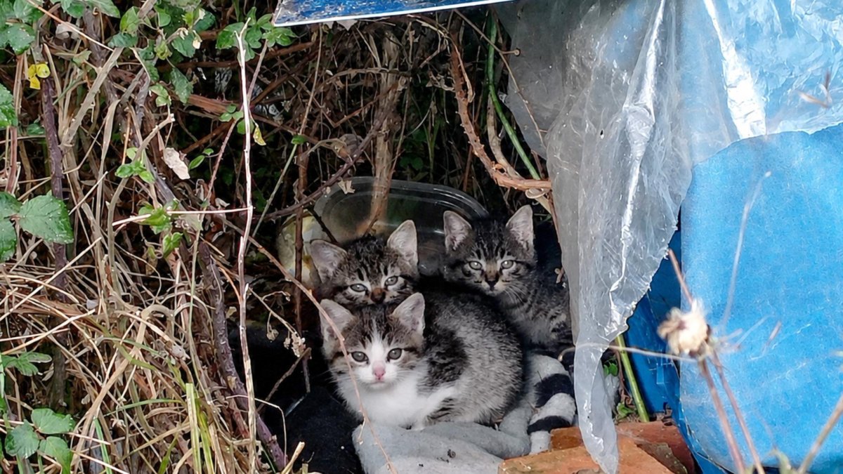 Cuidados de las colonias de gatos por la Asociación Felinos de Pinares.