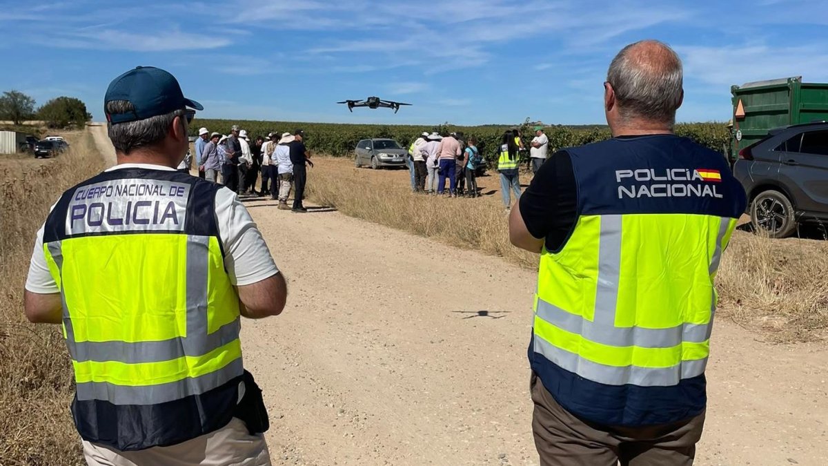 La vendimia en la Ribera del Duero bajo control. Dos casos irregulares entre 141 temporeros