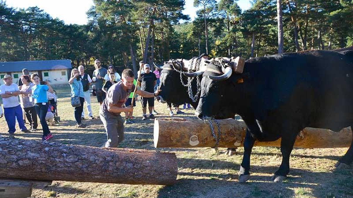Los carreteros cumplen 20 años cuidando y conservando la vieja tradición serrana y sus ganados.-R. F.