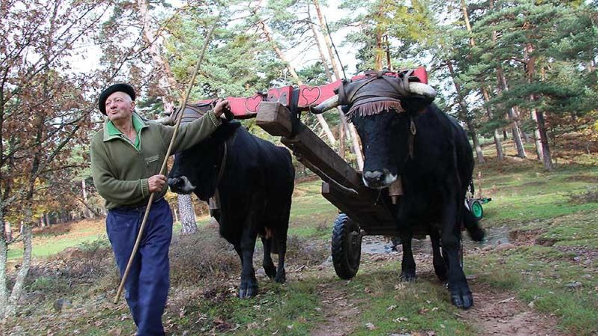 Los carreteros serranos de la comarca de Pinares se han nutrido de esta receta durante siglos.-R.F.