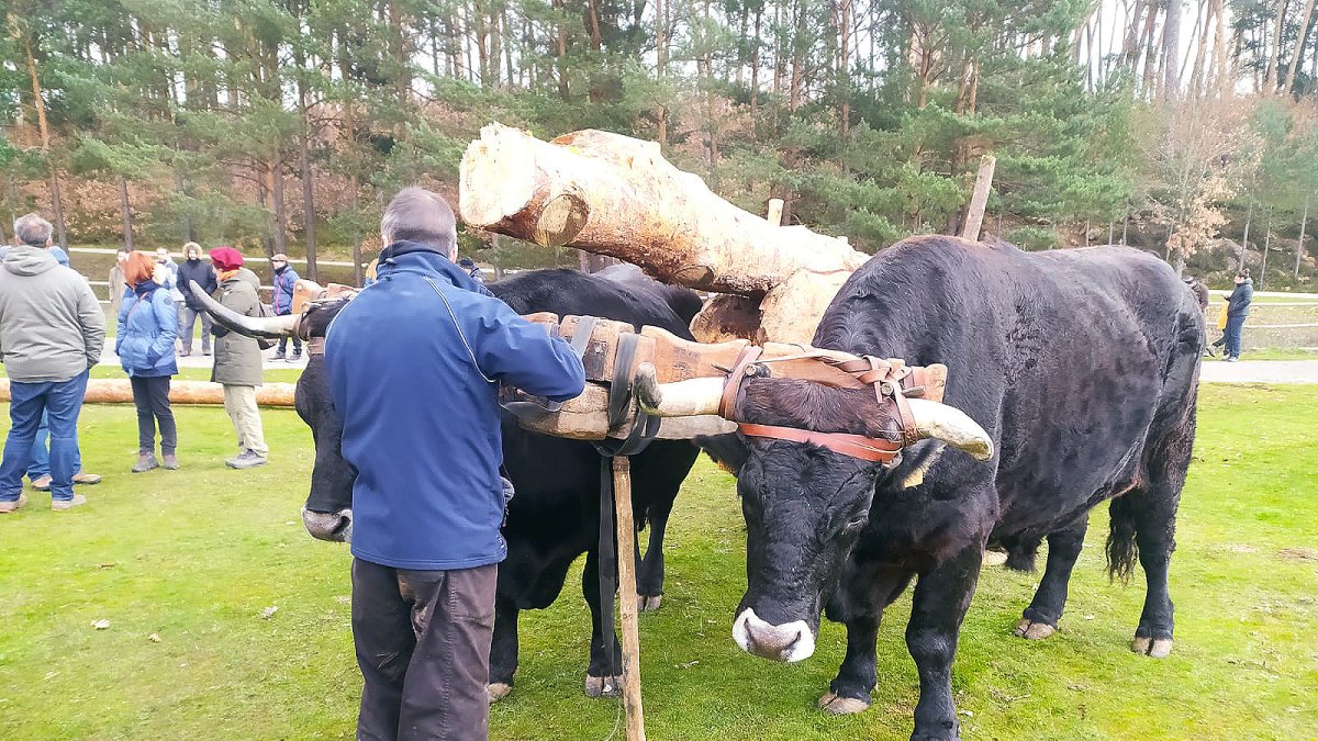 Imagen de dos vacas negras serranas acarreando pinos. R. FERNÁNDEZ