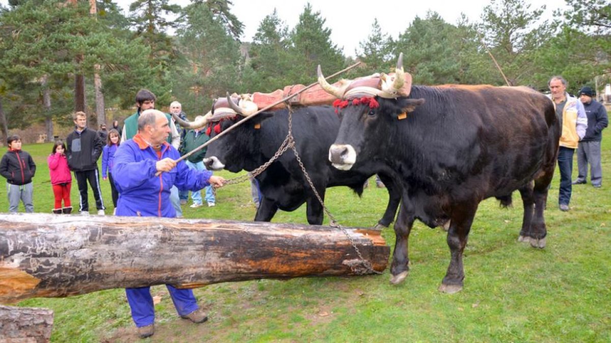 El arrastre y carga de madera con bueyes ha formado parte de la vida quintanara durante siglos.-RAQUEL FERNÁNDEZ