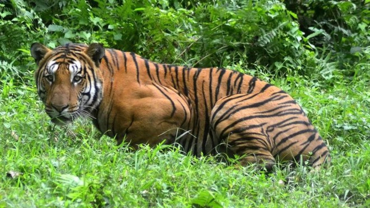 Tigre de Bengala, en una imagen de archivo-AFP