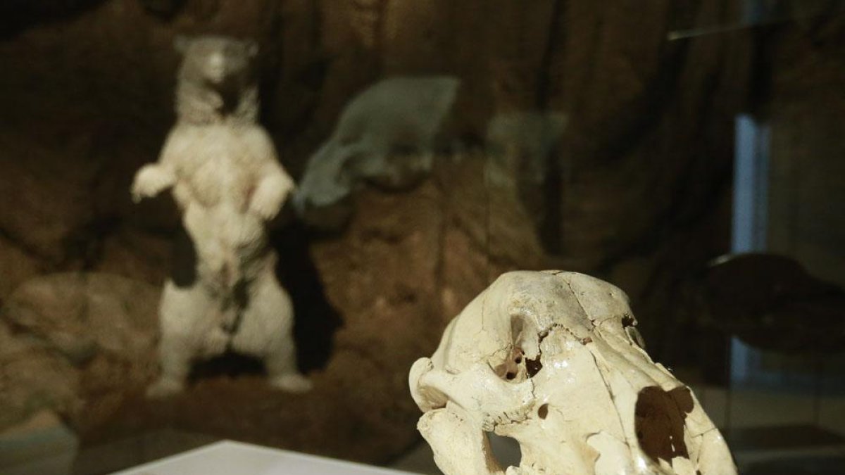 Recreación del cráneo del oso de las cavernas.-RAÚL G. OCHOA