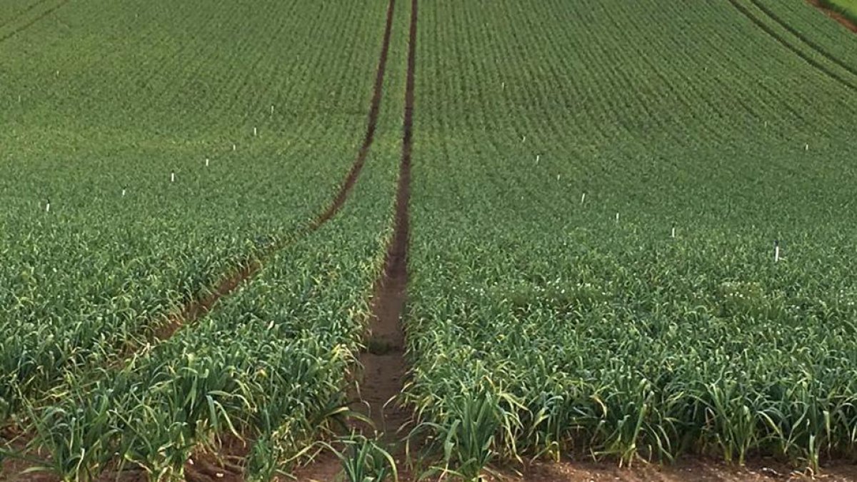 Plantación de ajos en la localidad vallisoletana de Matapozuelos, la provincia con mayor superficie destinada a esta hortaliza.-STA TORAL