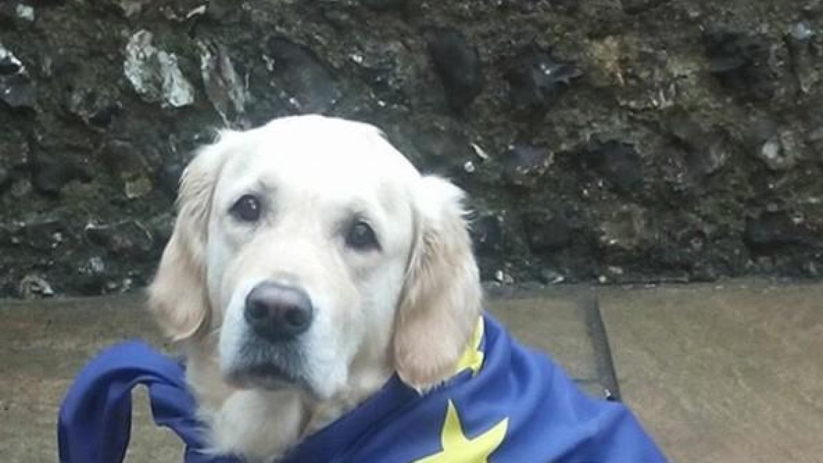 Fotografía de un perro en un colegio electoral en el Reino Unido.-